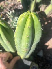 👑🌶️🌶️ Ogun — 9.5” Tip