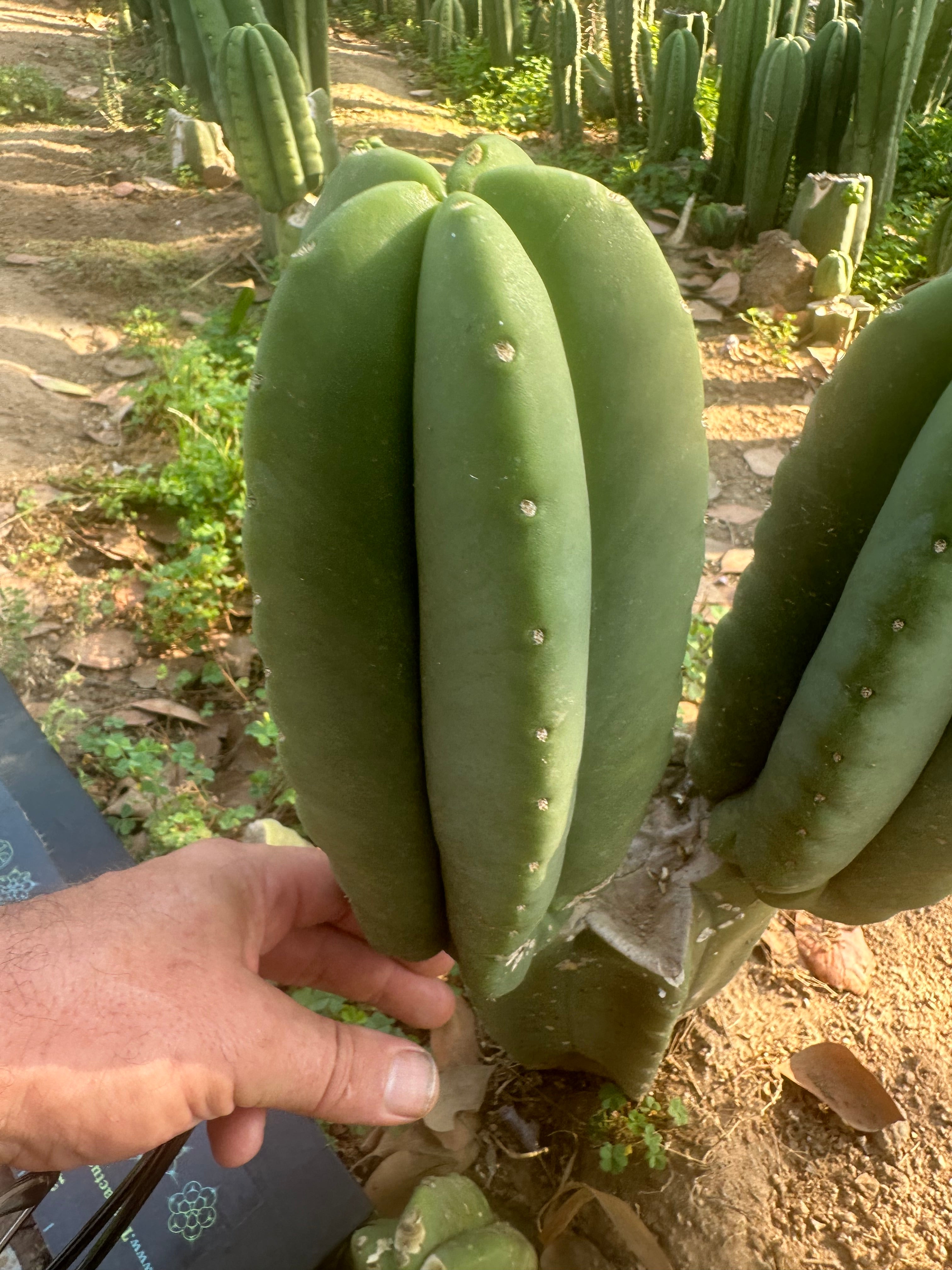 👑🌶️ Zulk — 9.5” Melon