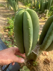 👑🌶️ Zulk — 9.5” Melon