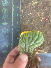 💎🔰💎 Crested Variegated Pachanoi — Perfect Color Split Crest w/ Roots
