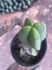 💎👑💎🌶️ Ferah — Rooted Mid with Fourwang Pup