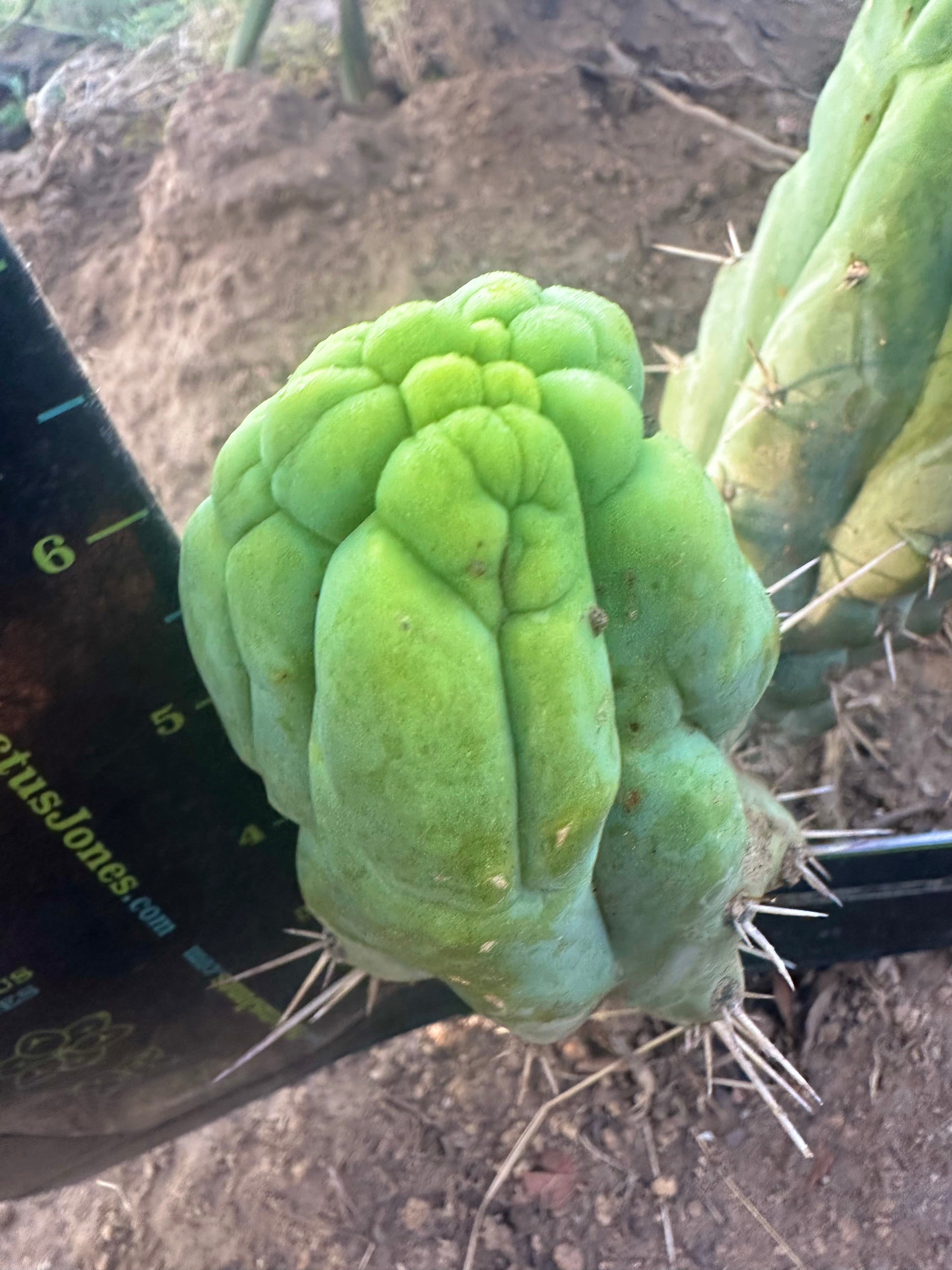 💎👑 Bruce’s Dragon — Chonky 6” Grenade