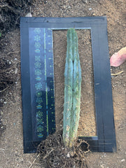 👑🌶️🌶️ Kate’s Bridge — 12-14” *Rooted* Tips