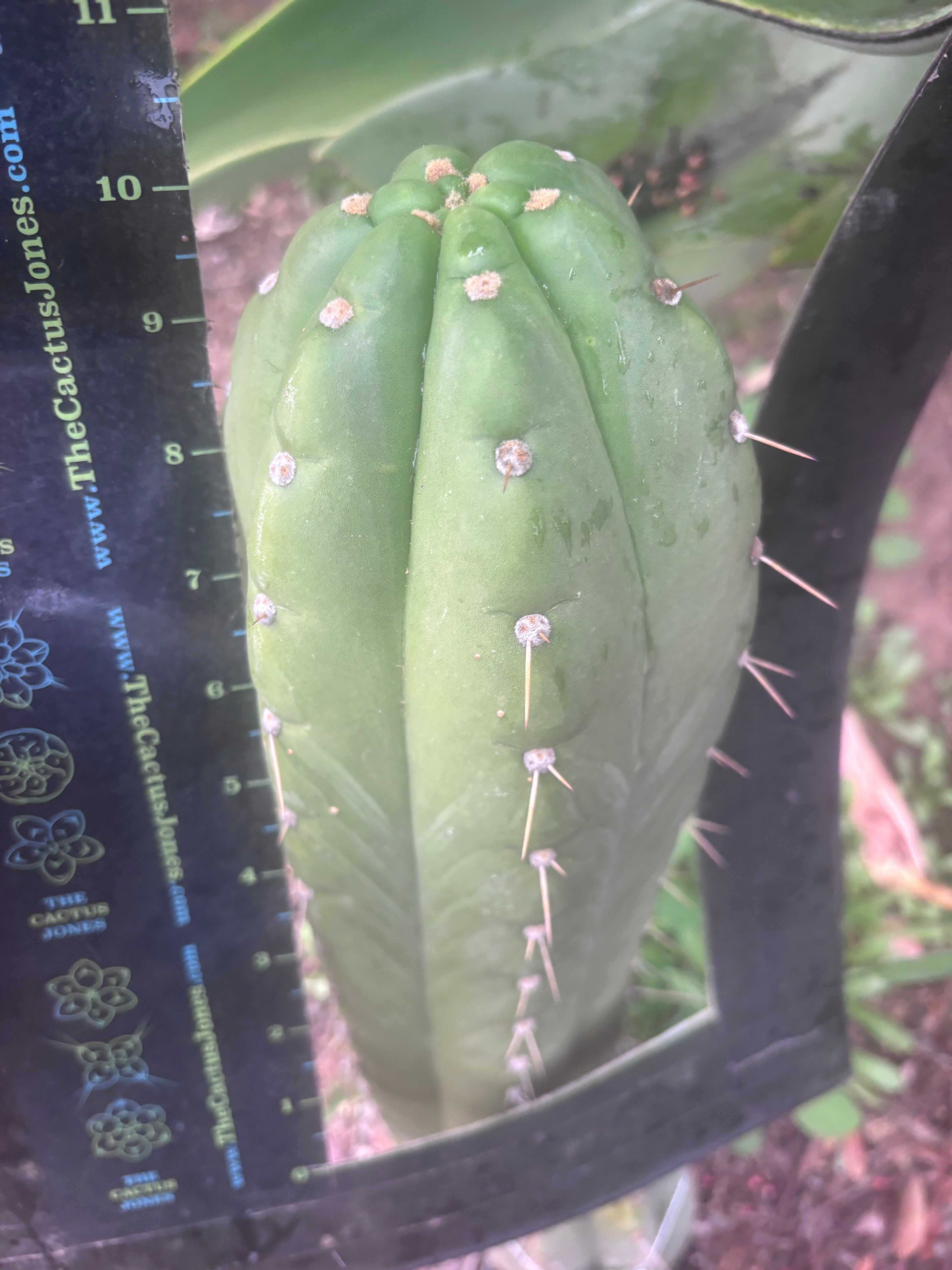 💎👑🌶️ Maranonensis — GIRTHY 10” Tip