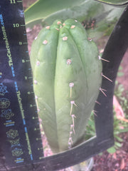 💎👑🌶️ Maranonensis — GIRTHY 10” Tip