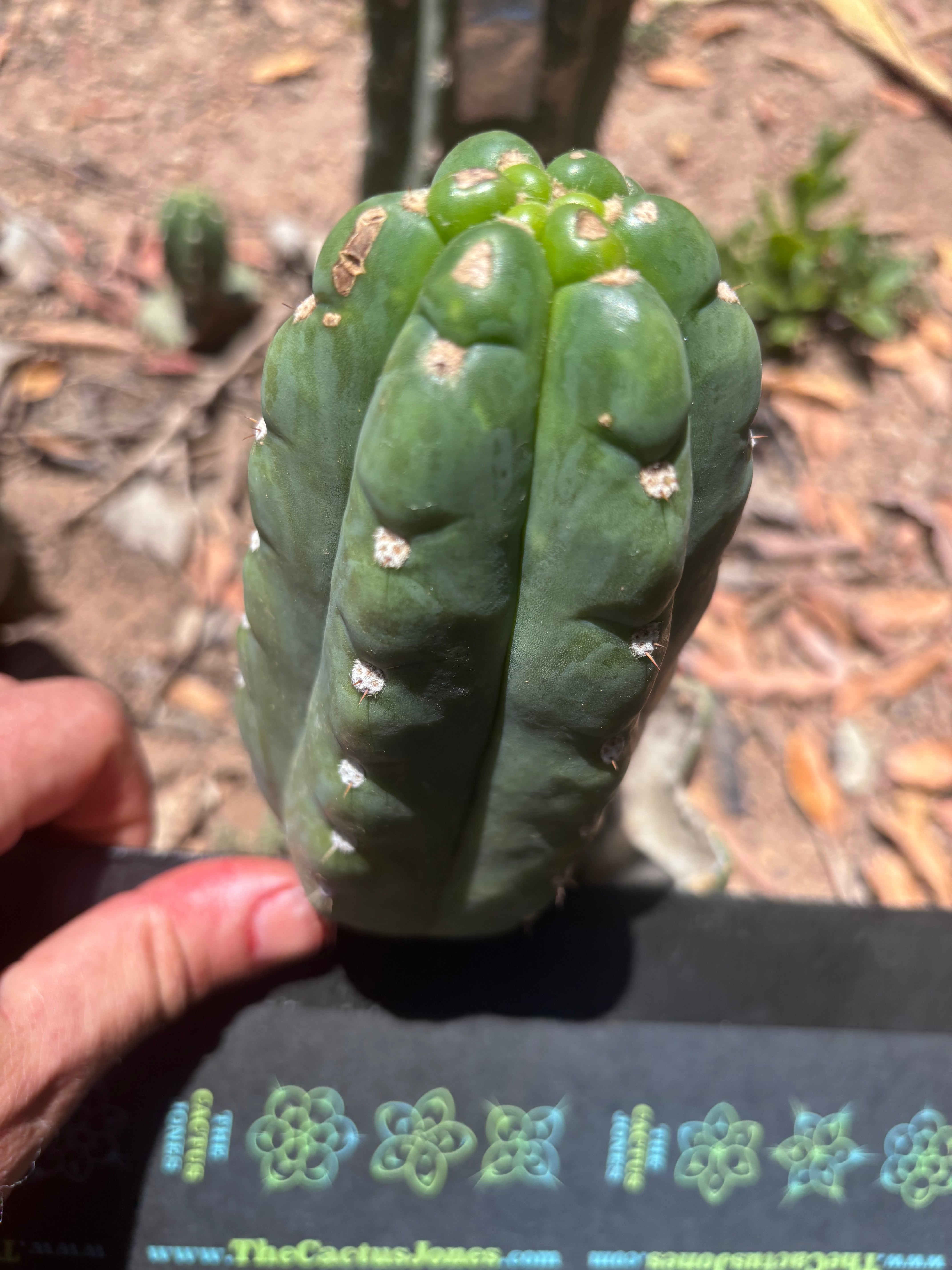 💎👑🌶️  Ichoca — 6” Pup