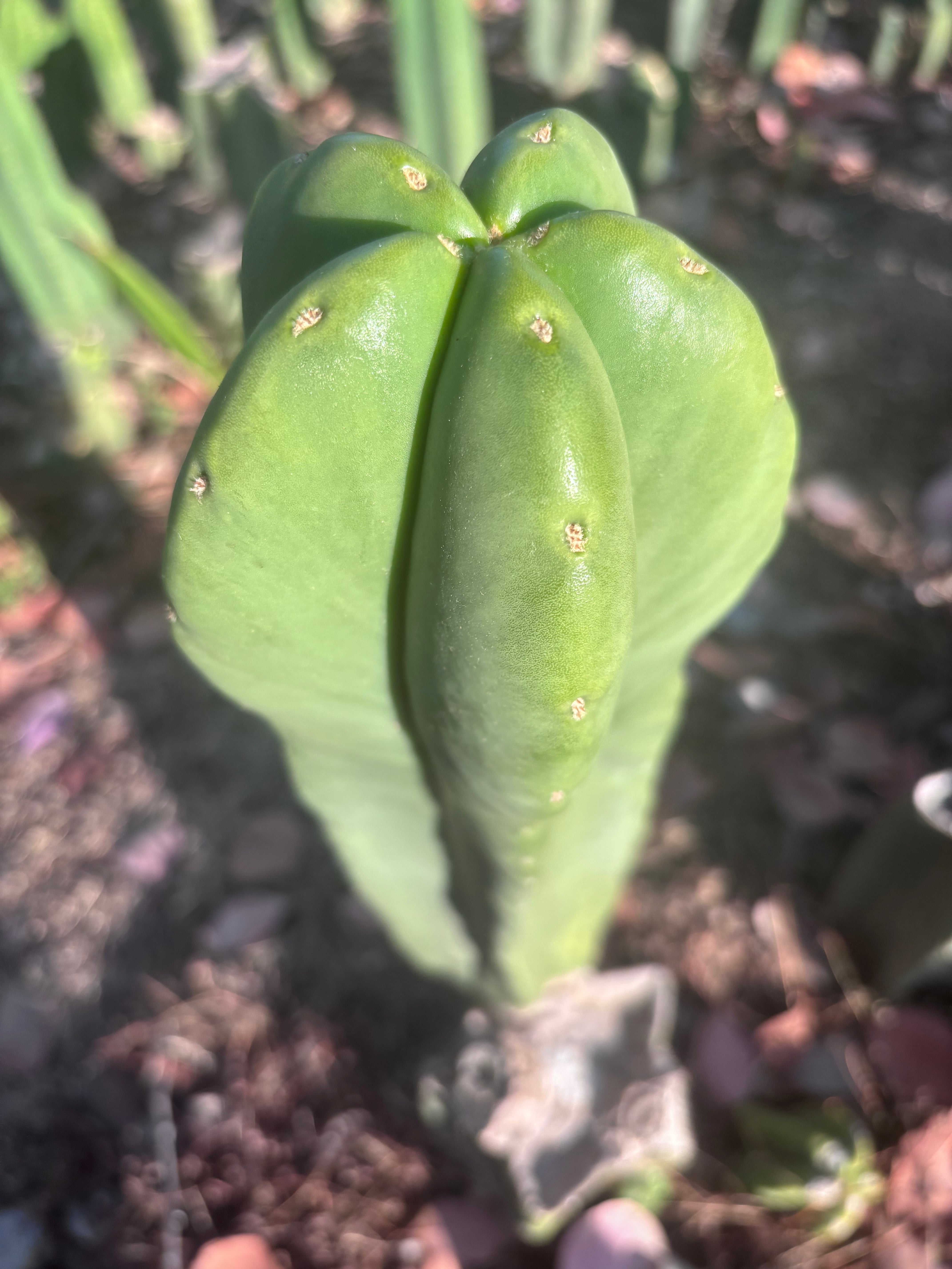 👑🌶️ Zulk — XL FAT 13” Pup