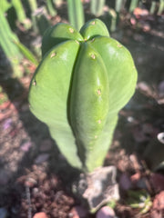 👑🌶️ Zulk — XL FAT 13” Pup