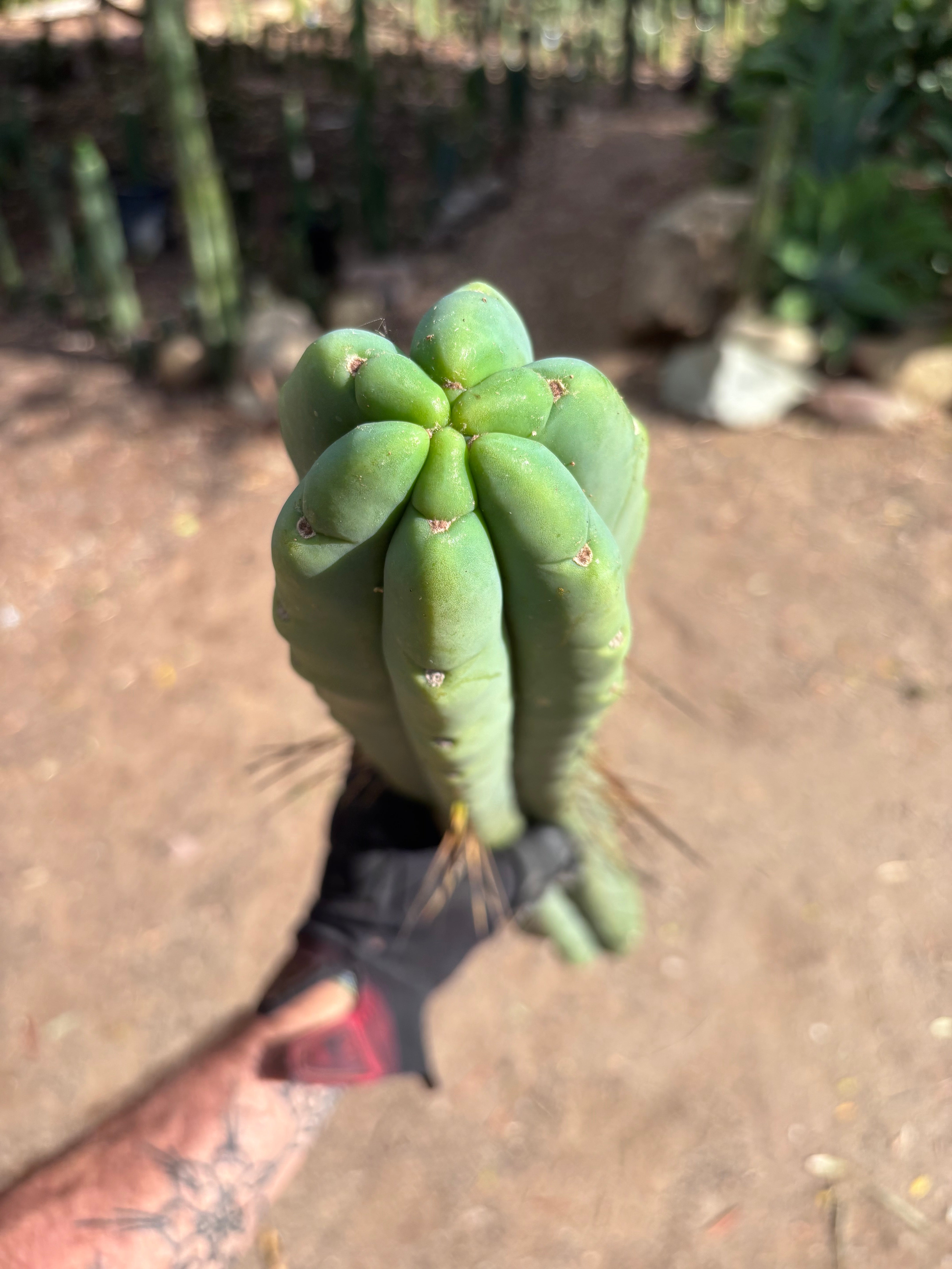 💎👑💎🌶️🌶️ Eileen — MEGA 21” (Tip #6)