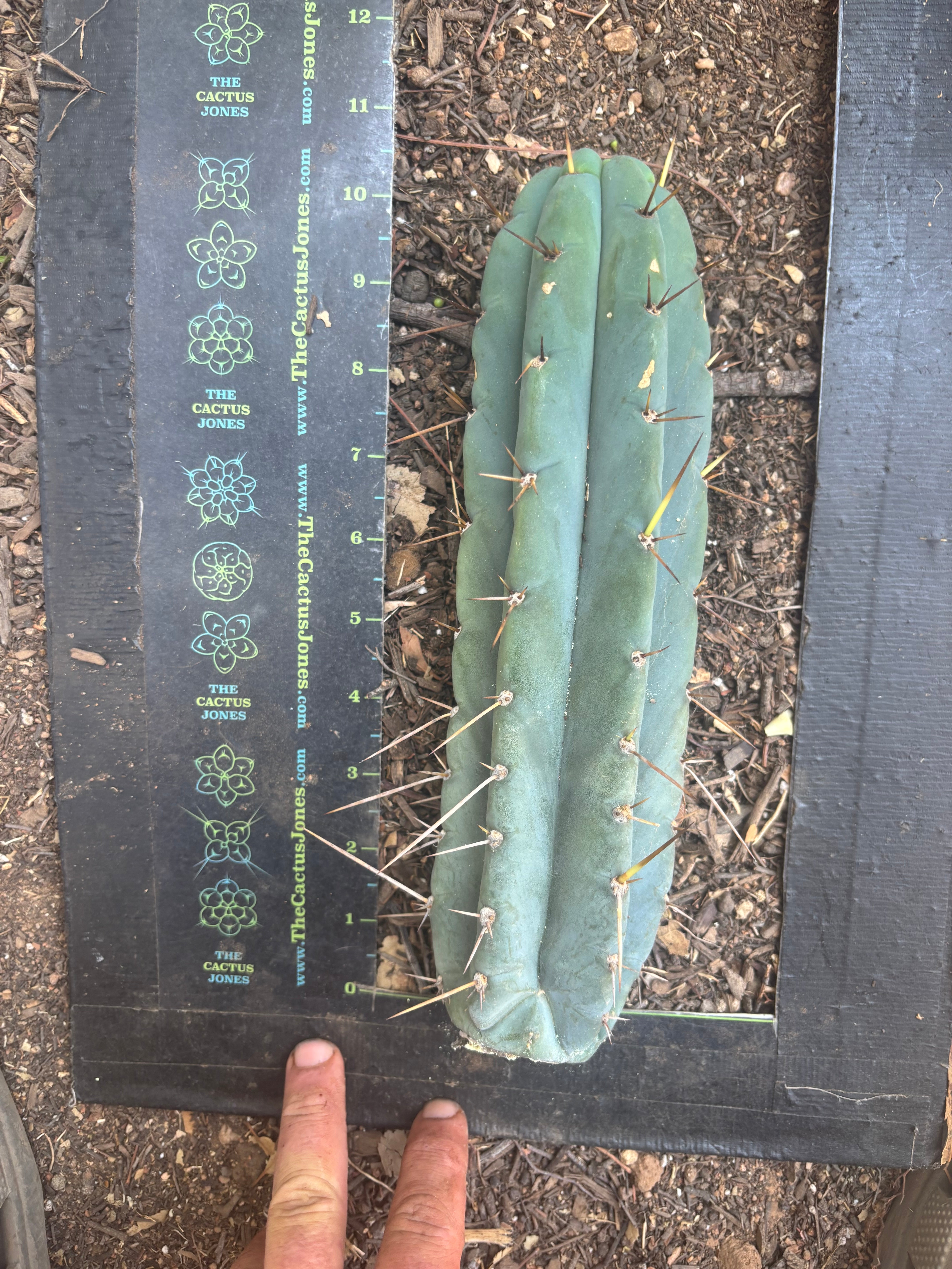 👑🌶️🌶️ Pala — Chonky 11” Pup