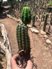 👑🌶️🌶️ KR04 — Whole Rooted Graft