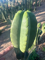 💎👑💎  Ferah — Another Thick Tip