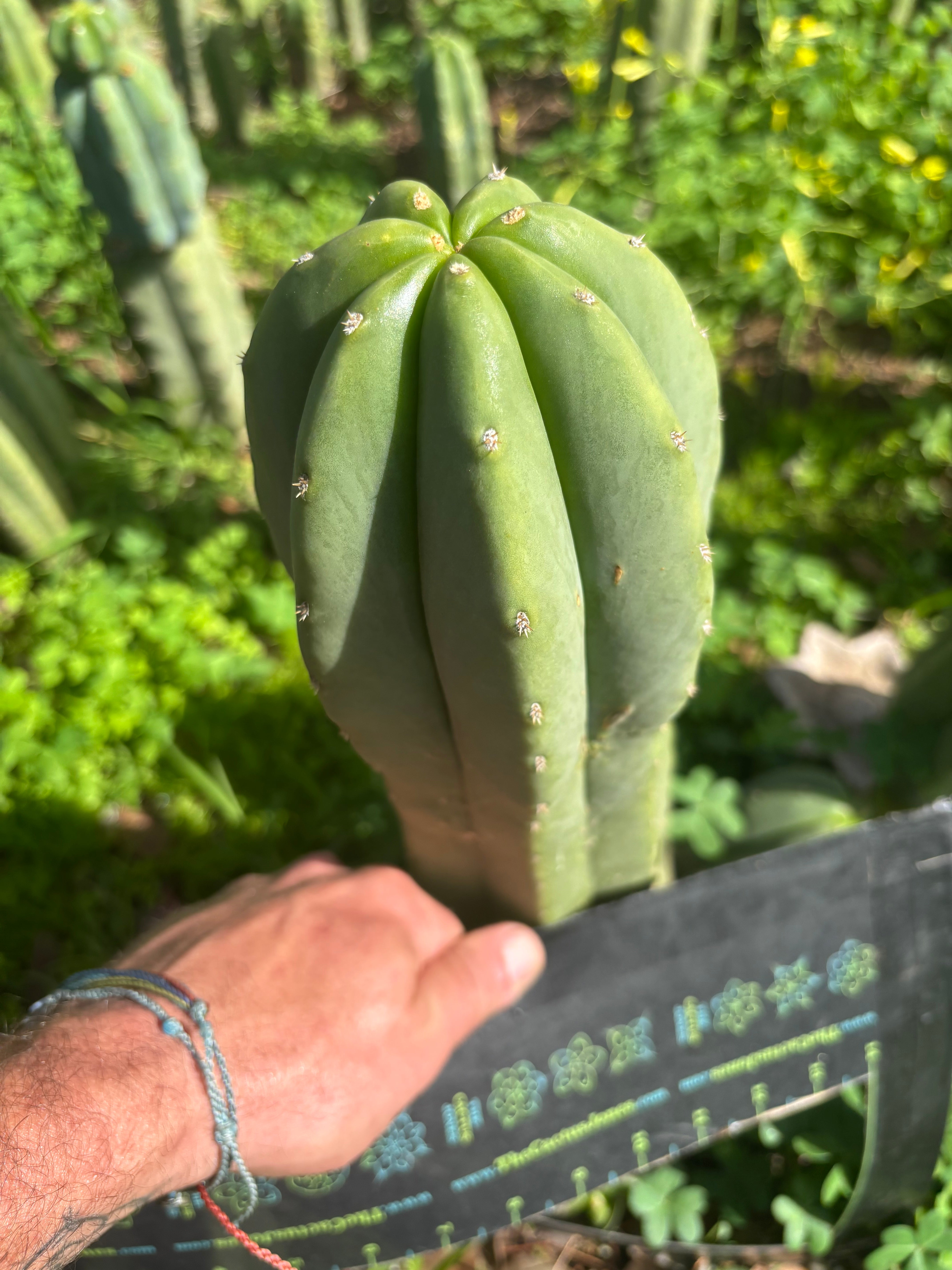 👑🌶️ Jonesy07 — FAT 10” Tip