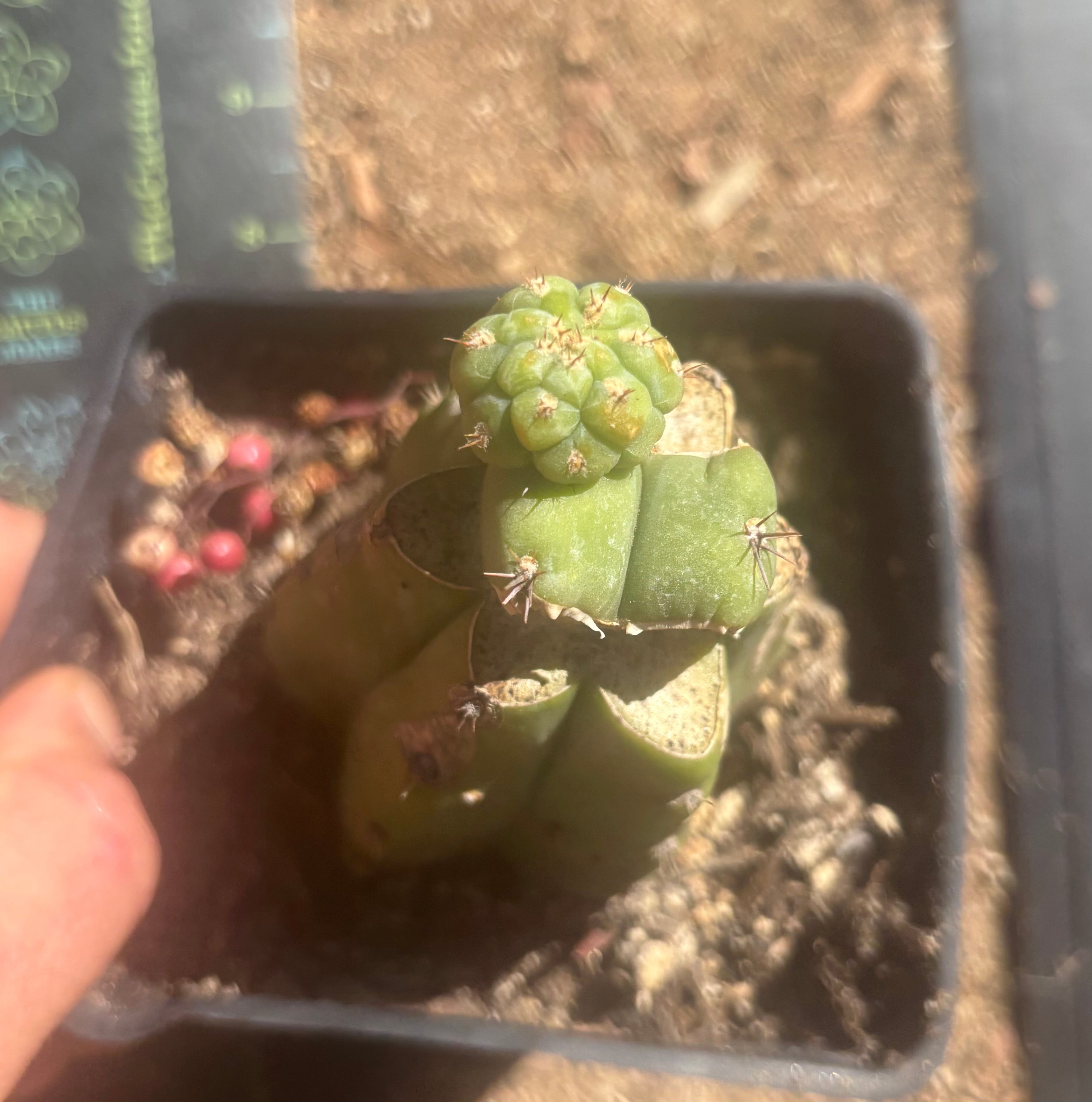 💎👑 Q-Tip —  Pupping Slab Graft on Rooted PC