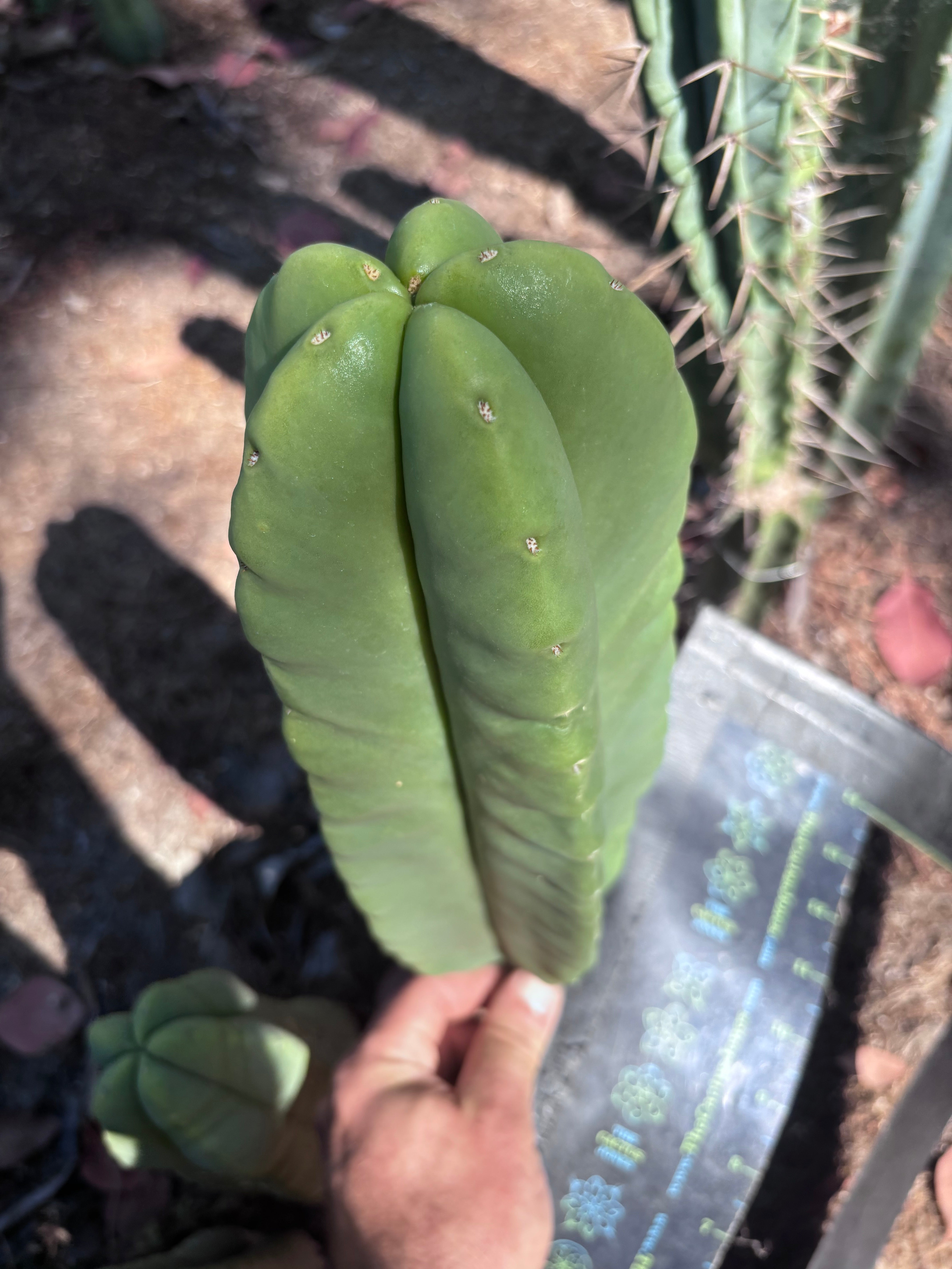 👑🌶️ Zulk — XL FAT 12” Pup