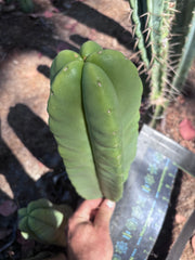 👑🌶️ Zulk — XL FAT 12” Pup