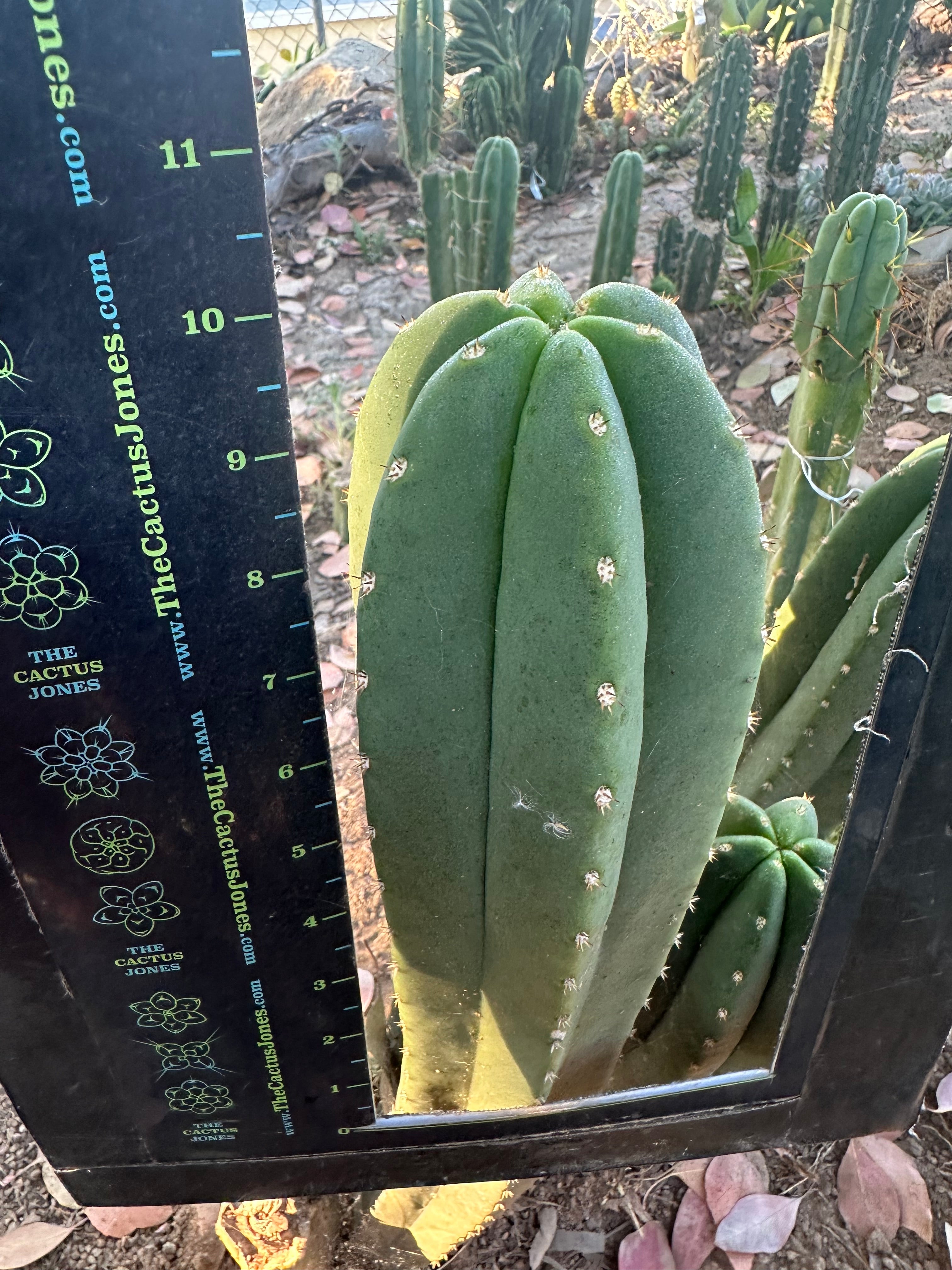 Super Pedro x Scop A  — Chonky 10” Tips