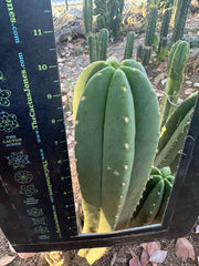 Super Pedro x Scop A  — Chonky 10” Tips