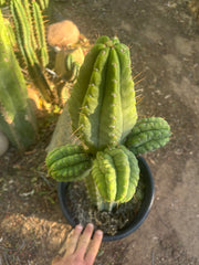 💎👑💎 Havran — Biggest Rooted Graft Ever!