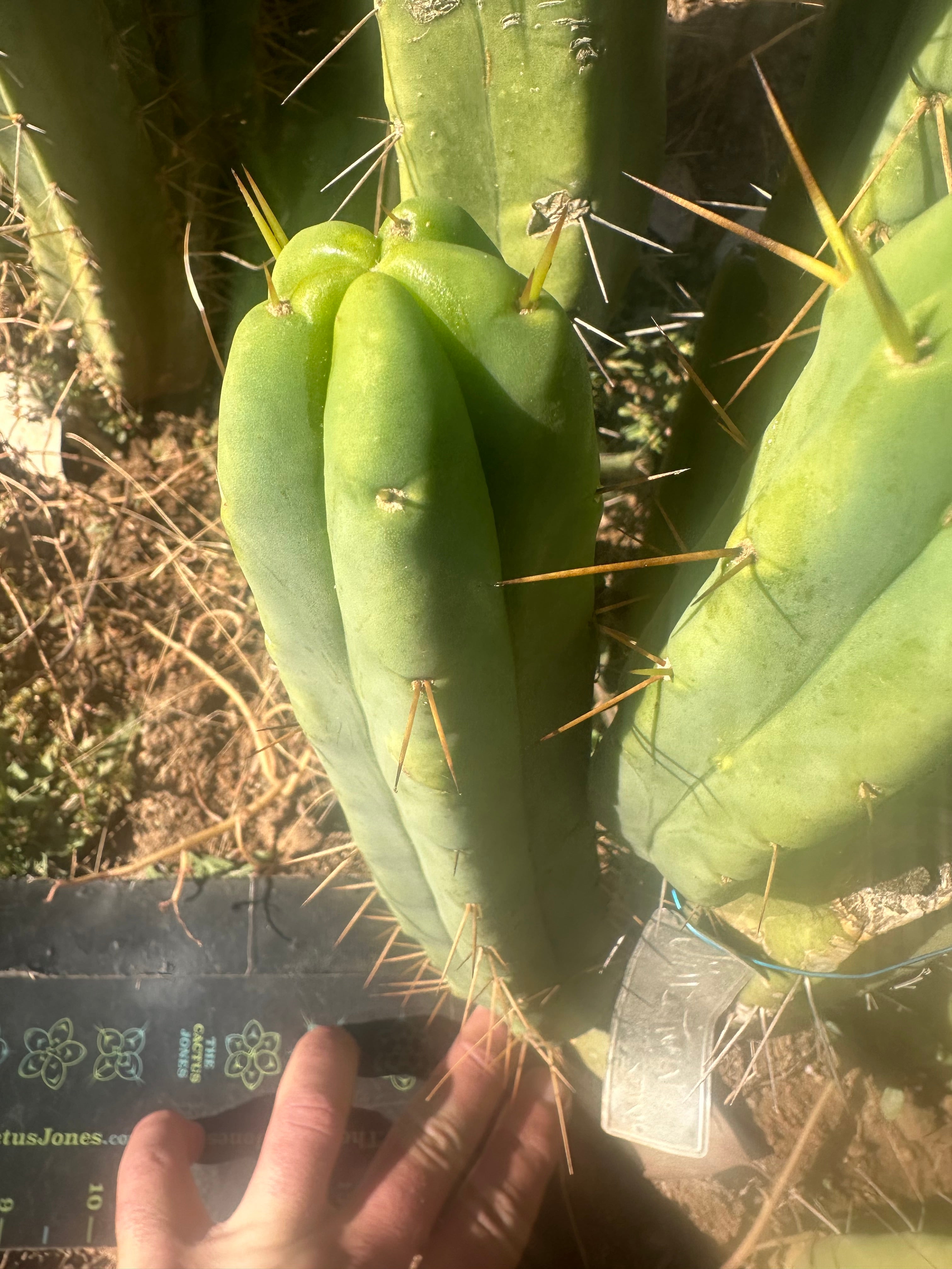 👑🌶️🌶️ Jiimz Twin Spine  — 11” Pup