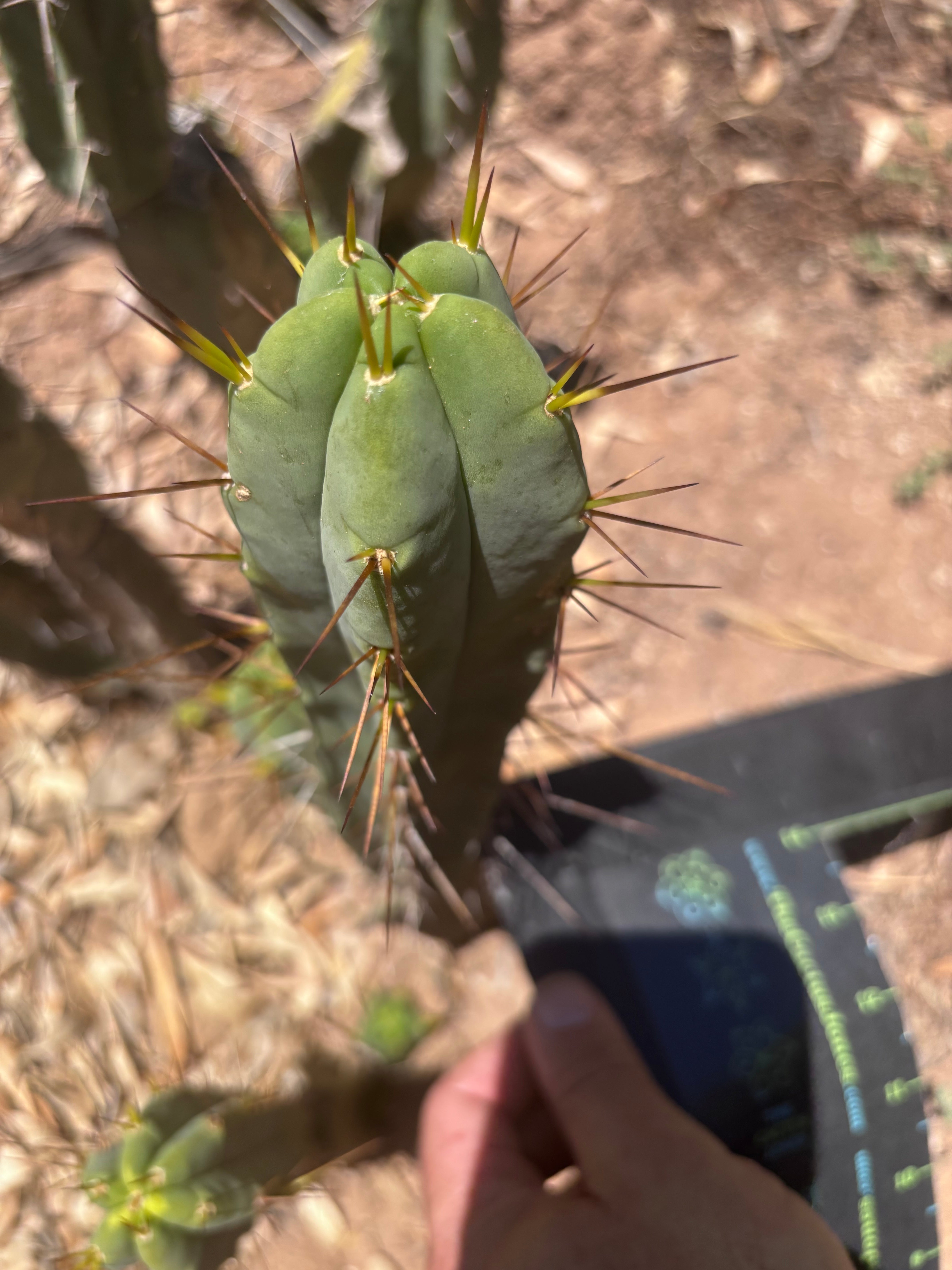 👑🌶️🌶️ Dulzura — 9” Pups