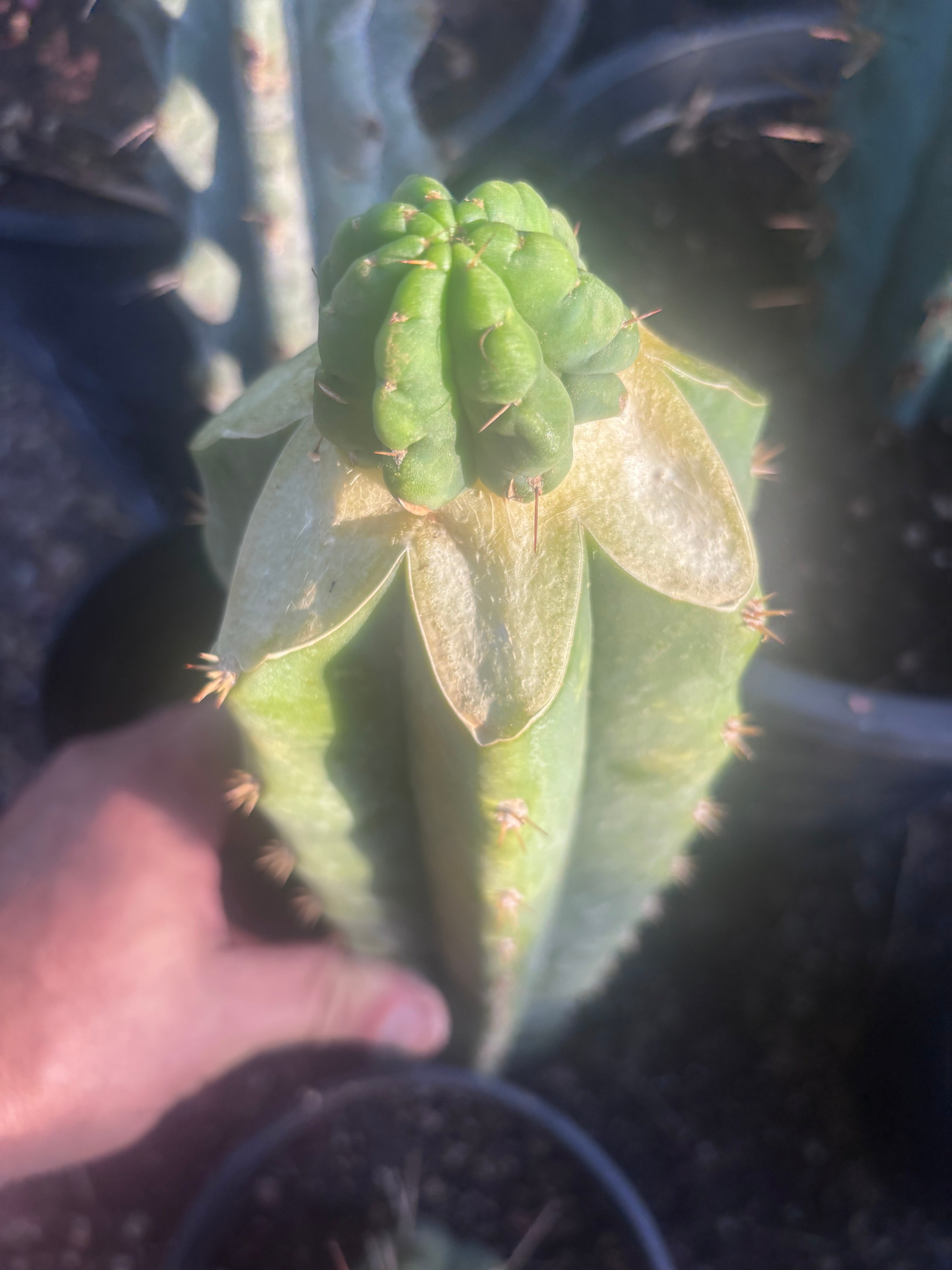 💎👑💎 Havran — Graft on Massive XL Stock