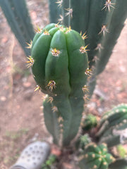 👑🌶️ Huancabamba — XL 17” Tip