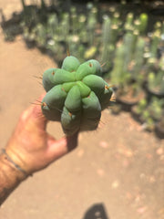 👑🌶️🌶️ Austy’s Bomb — 12” Tip