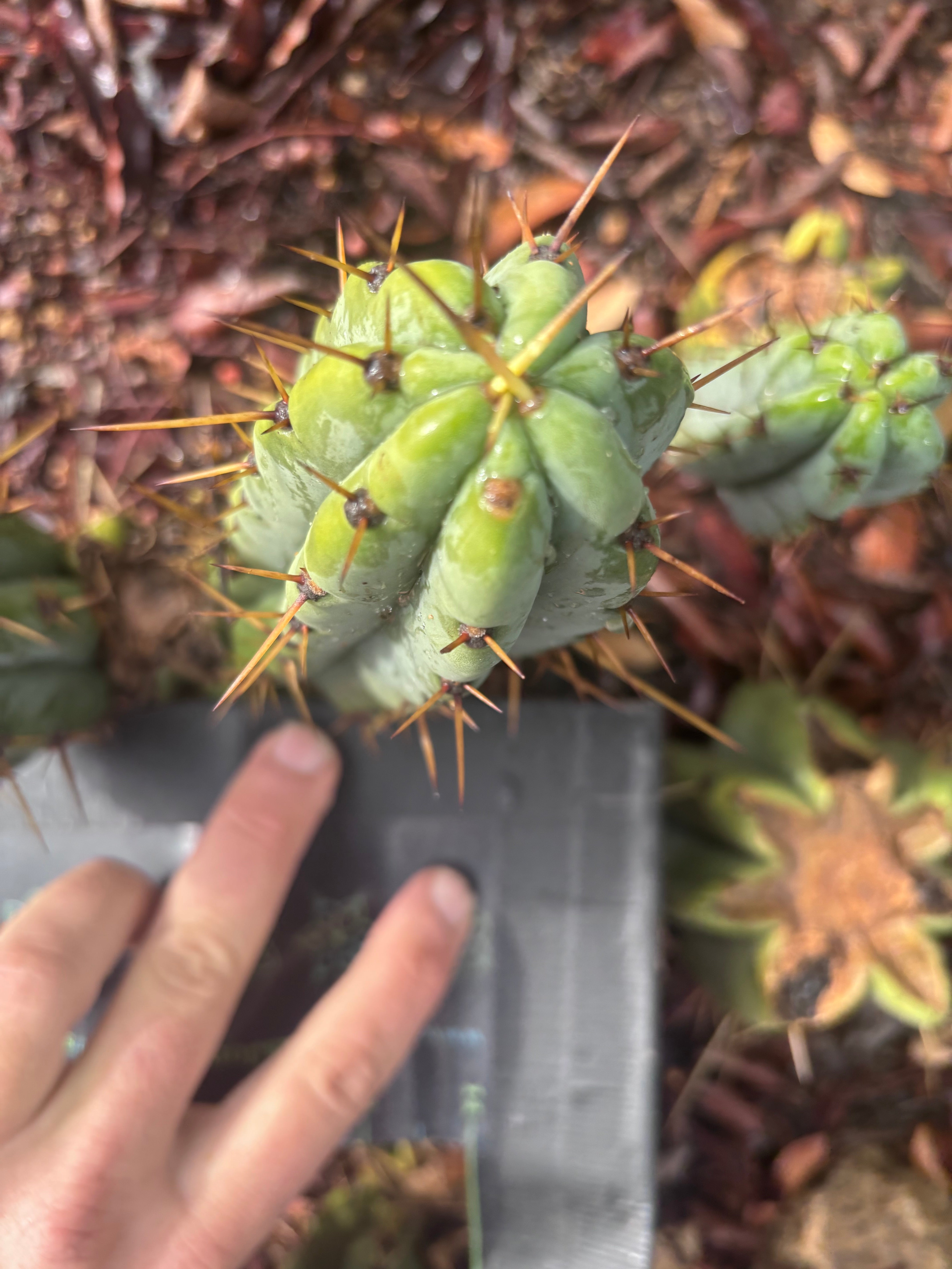 👑🌶️🌶️ Pala! — The Sunday Pup