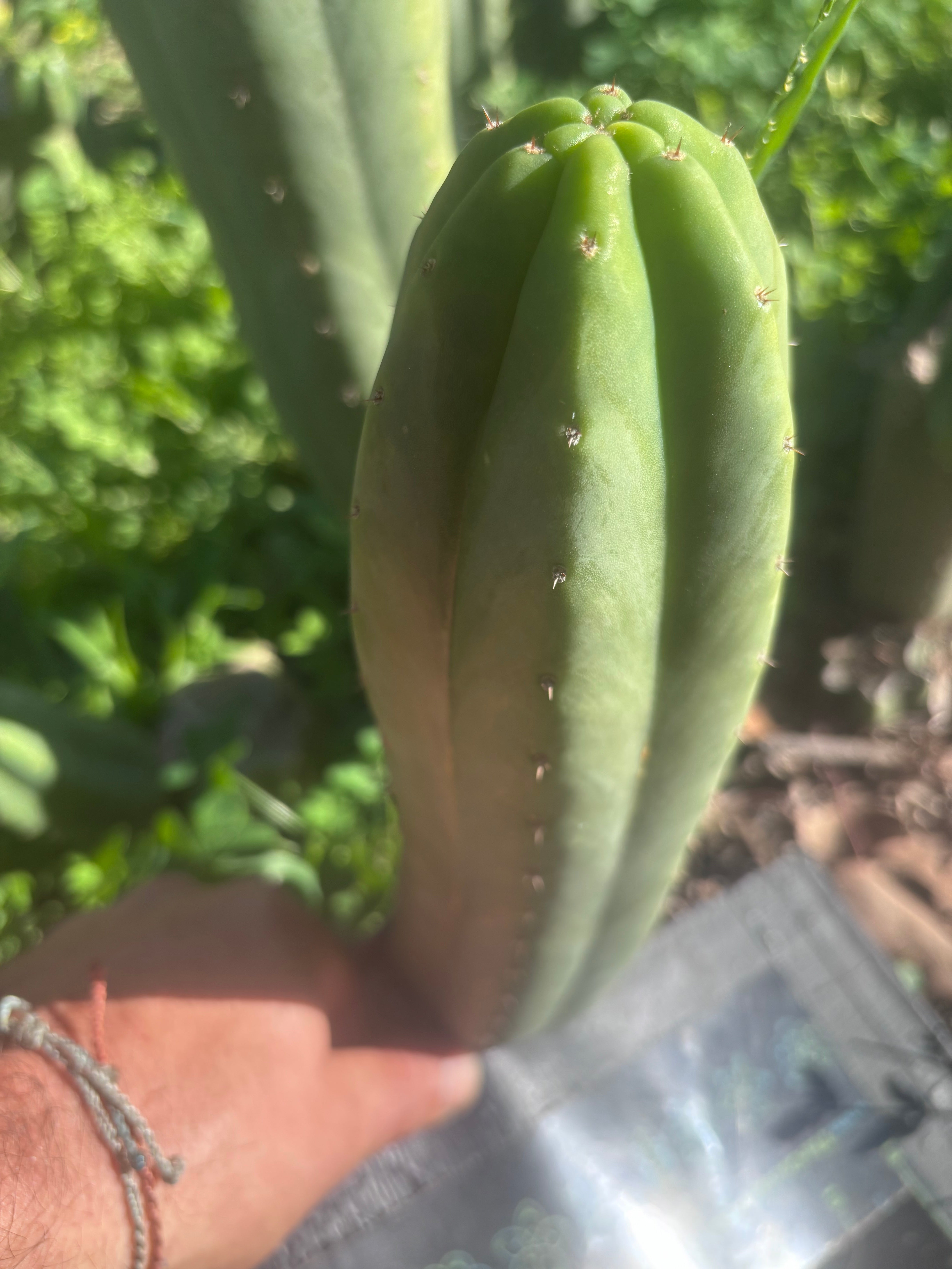 👑🌶️🌶️ Ogun — 10.5” Pup