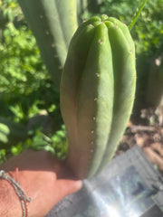 👑🌶️🌶️ Ogun — 10.5” Pup