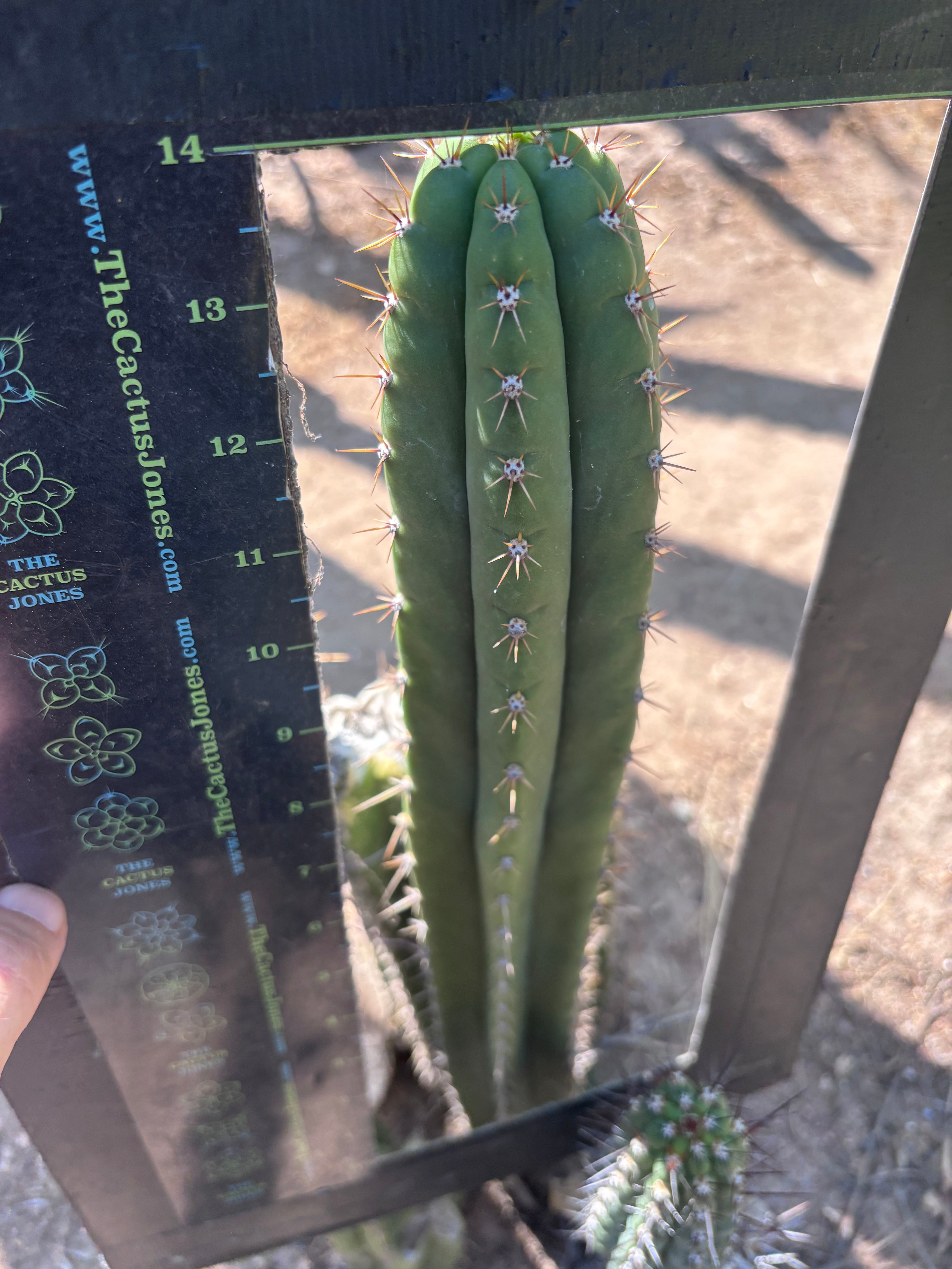 👑🌶️ Torres & Torres — 14” Tip