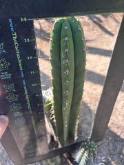 👑🌶️ Torres & Torres — 14” Tip