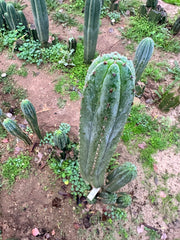 👑 KK339 — 4-5” Cutting.  FREE ADD-ON ITEM