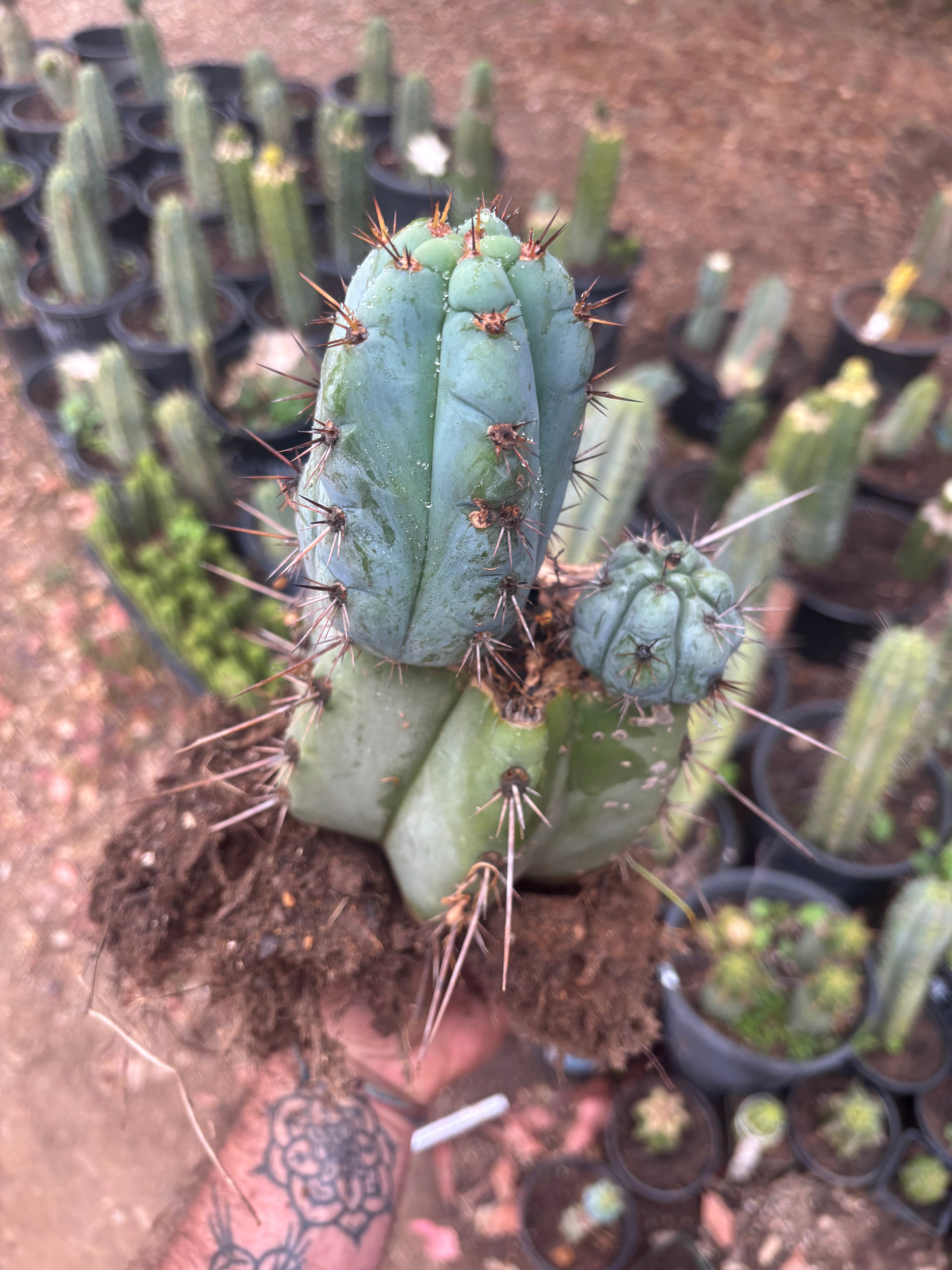 💎👑💎 Papa Smurf — *Hefty* Rooted Mid w/ Pups
