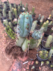💎👑💎 Papa Smurf — *Hefty* Rooted Mid w/ Pups