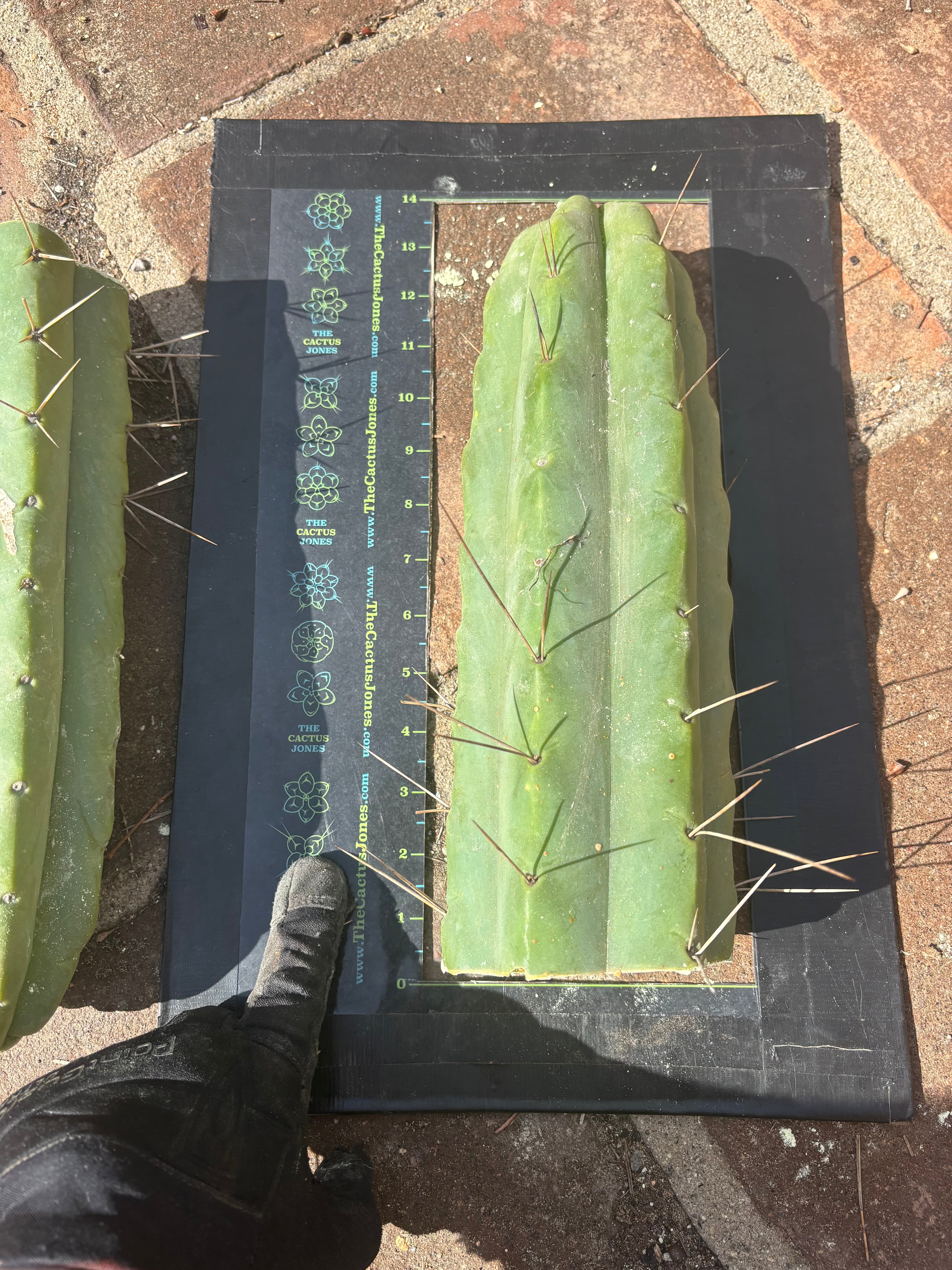 👑💎🌶️🌶️ Eileen — Max Girth 12” Tips