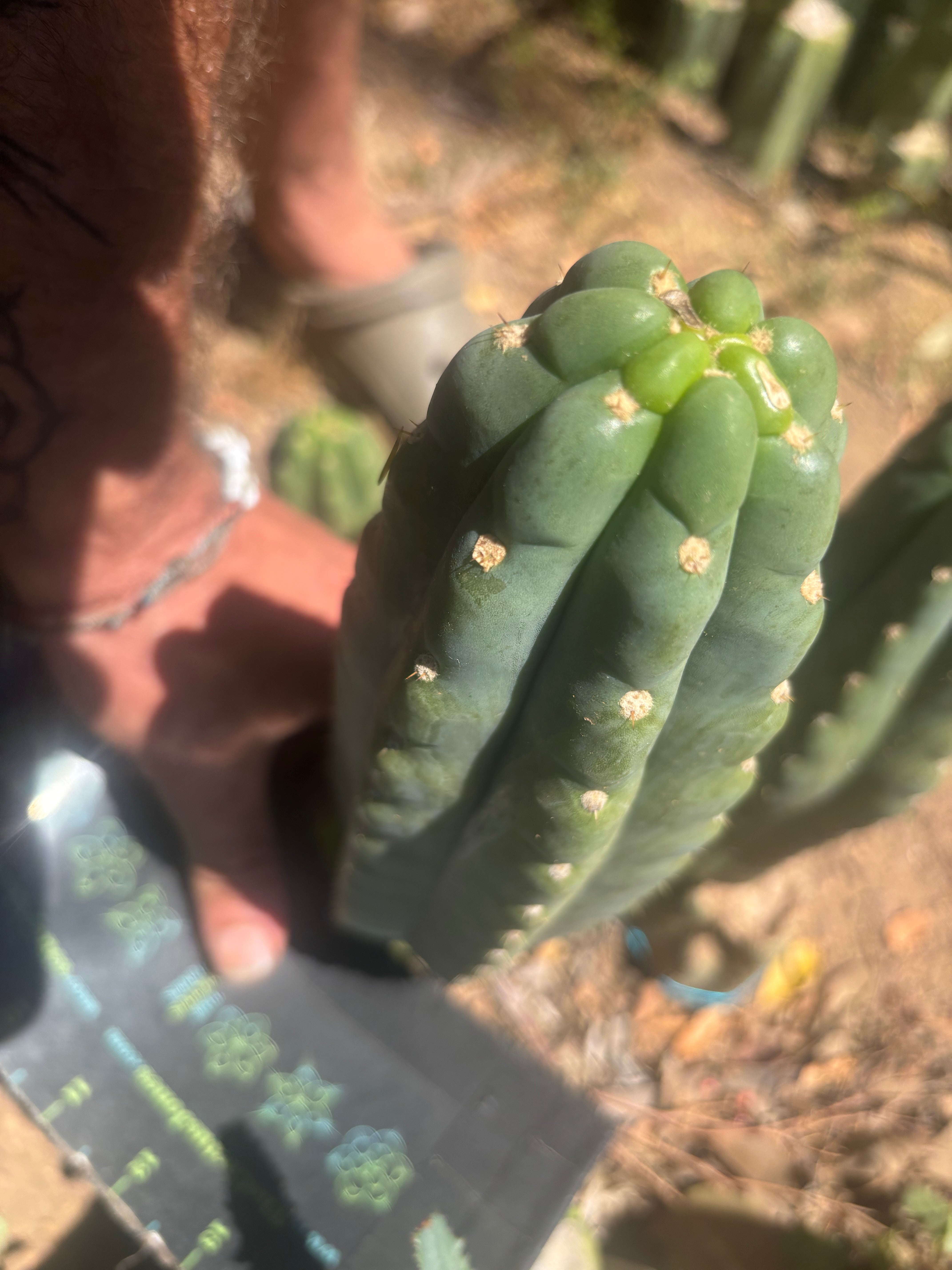 💎👑🌶️  Ichoca — 10” Tip