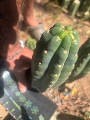💎👑🌶️  Ichoca — 10” Tip