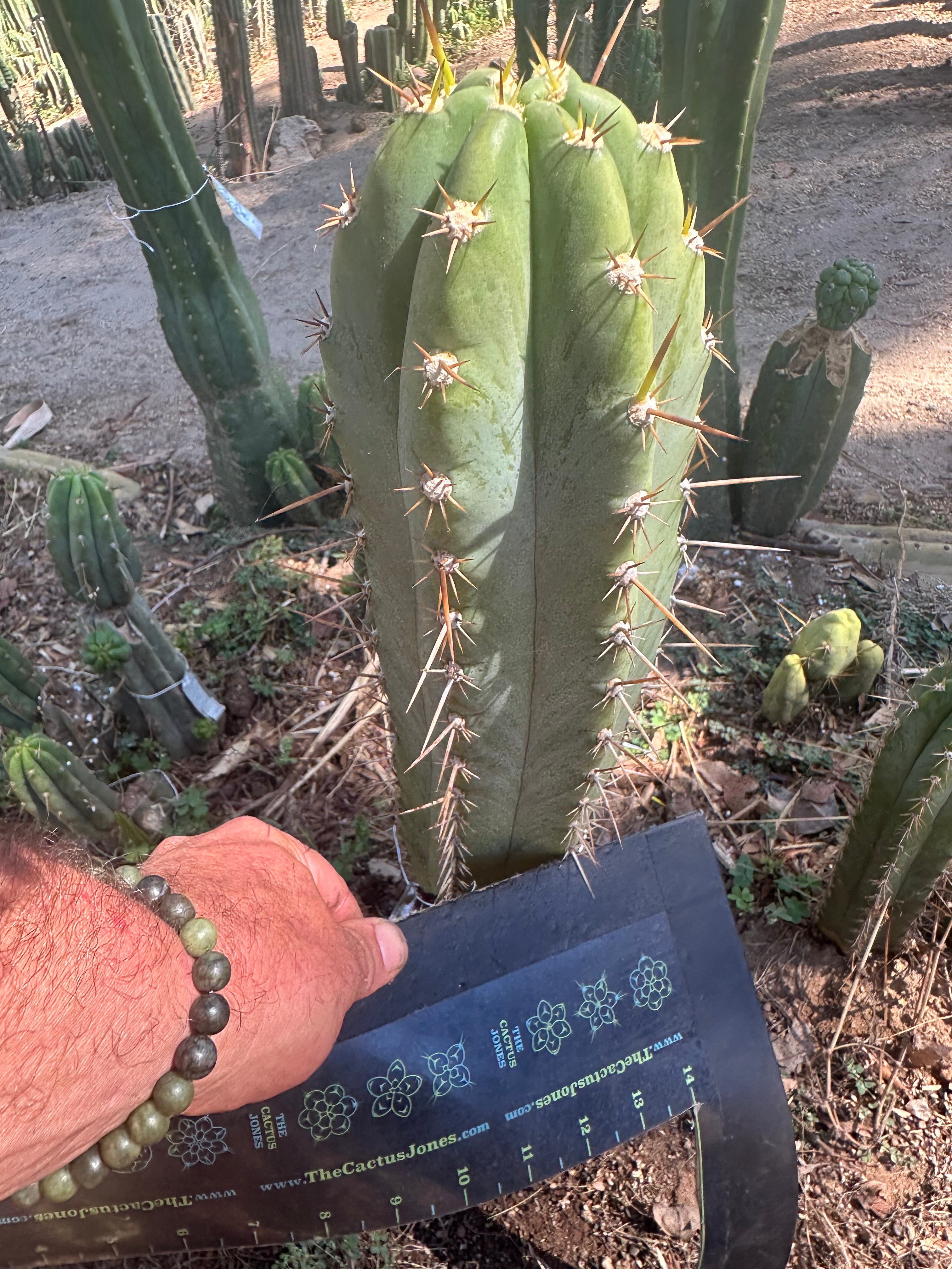 👑 Huaraquina — Chonky 10” Tip