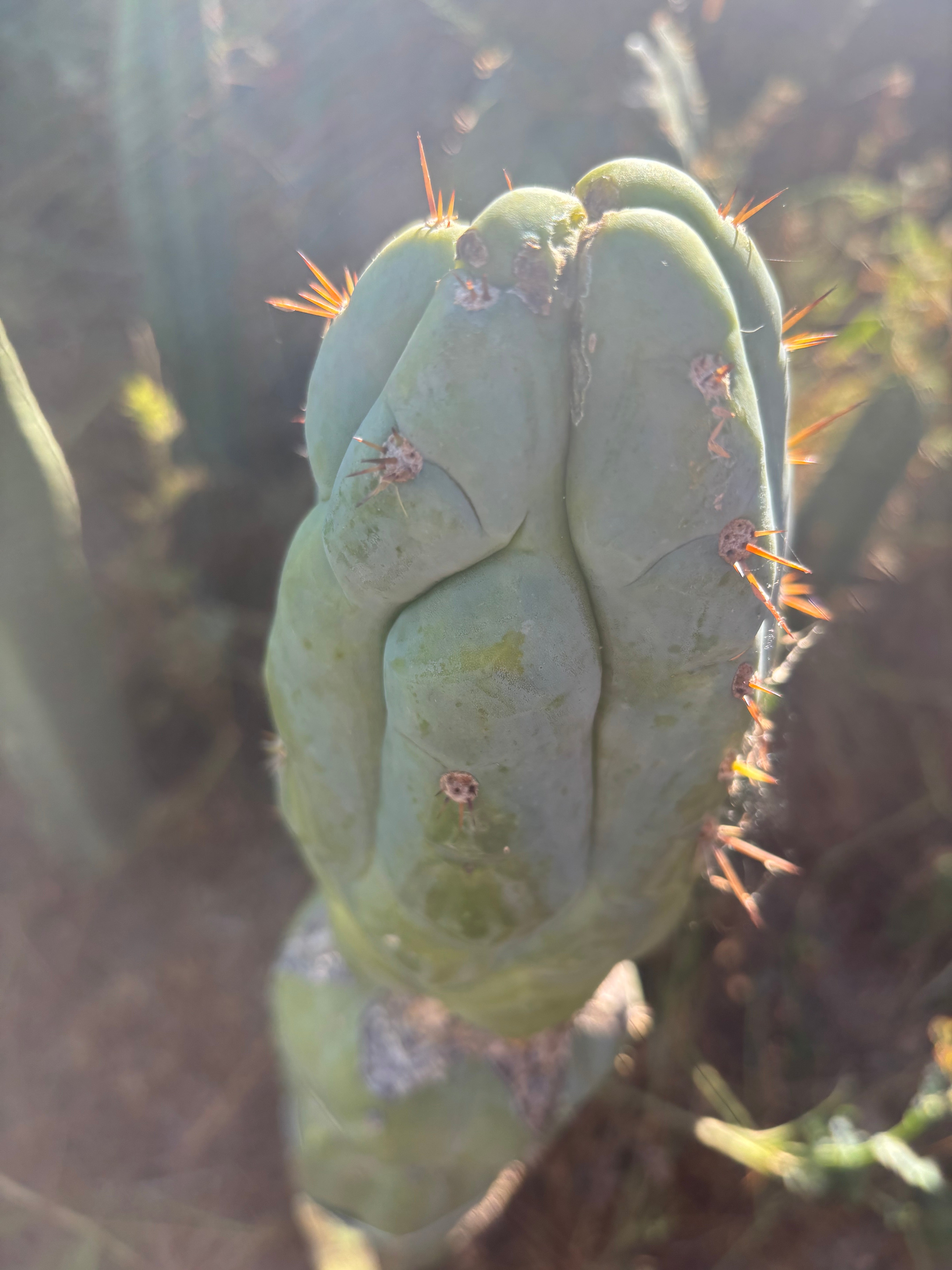 💎👑💎 Q-Tip — Chonky 6” Tip