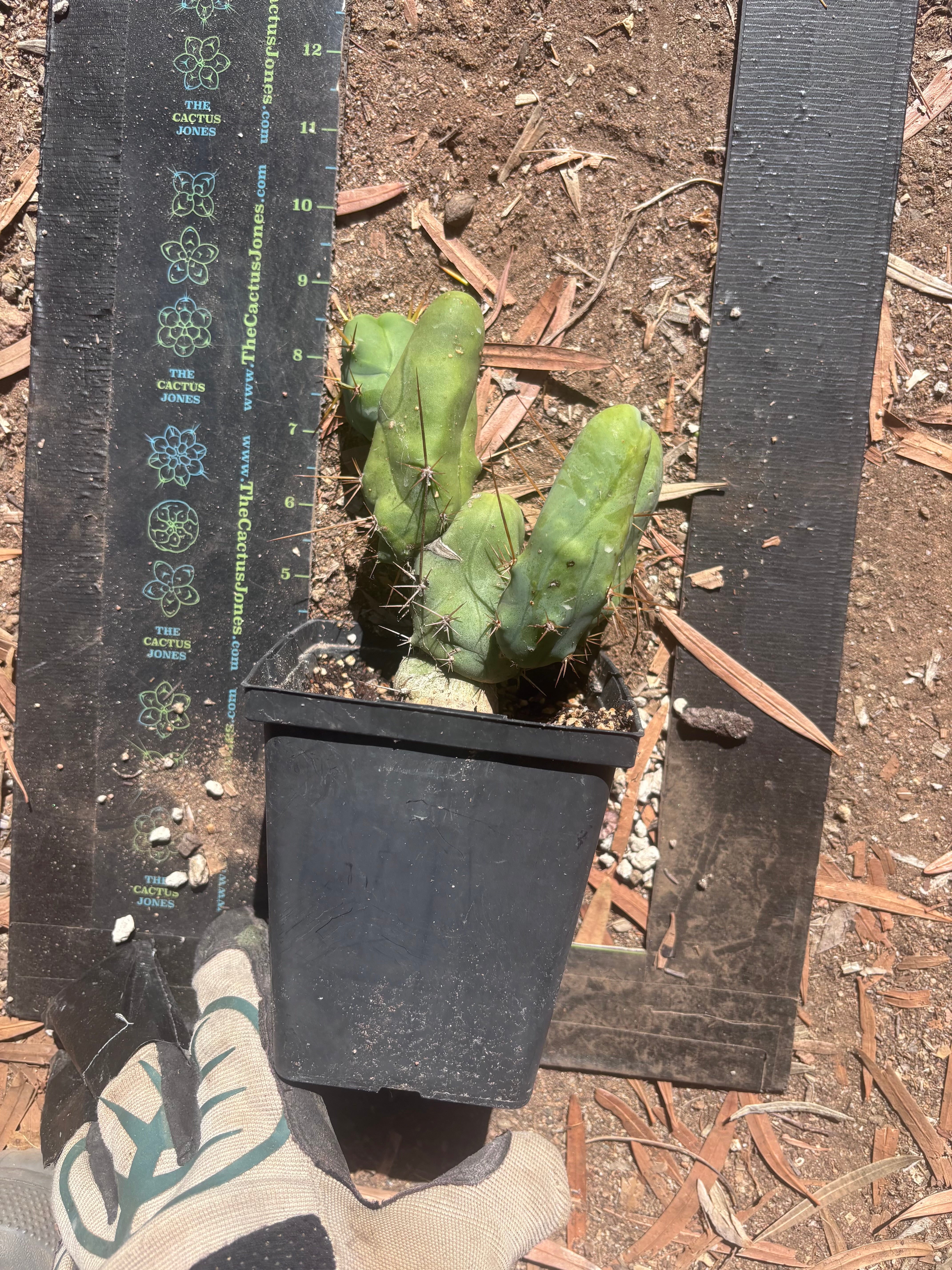 👑🌶️🌶️  TBM Clone B — Fully Rooted