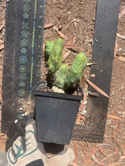 👑🌶️🌶️  TBM Clone B — Fully Rooted