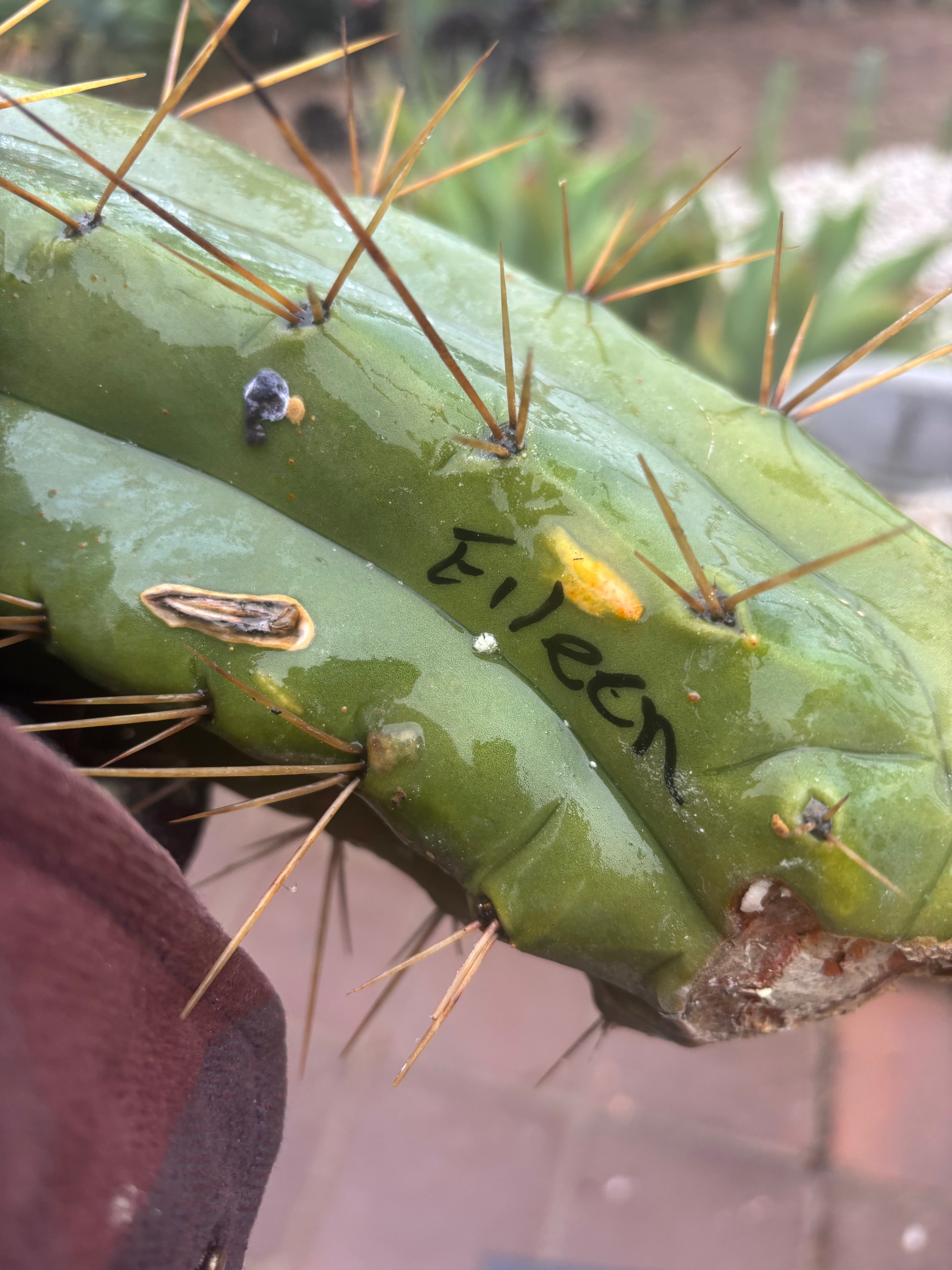 👑🌶️🌶️ Eileen — 14” MEGA Mids (2)