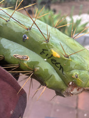 👑🌶️🌶️ Eileen — 14” MEGA Mids (2)