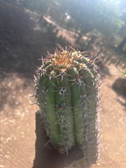 💎💎 Taquimbalensis — MASSIVE 18” Pup