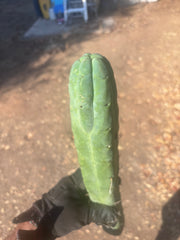 👑🌶️🌶️  Jiimz Twin Spine — XL 16” Tip