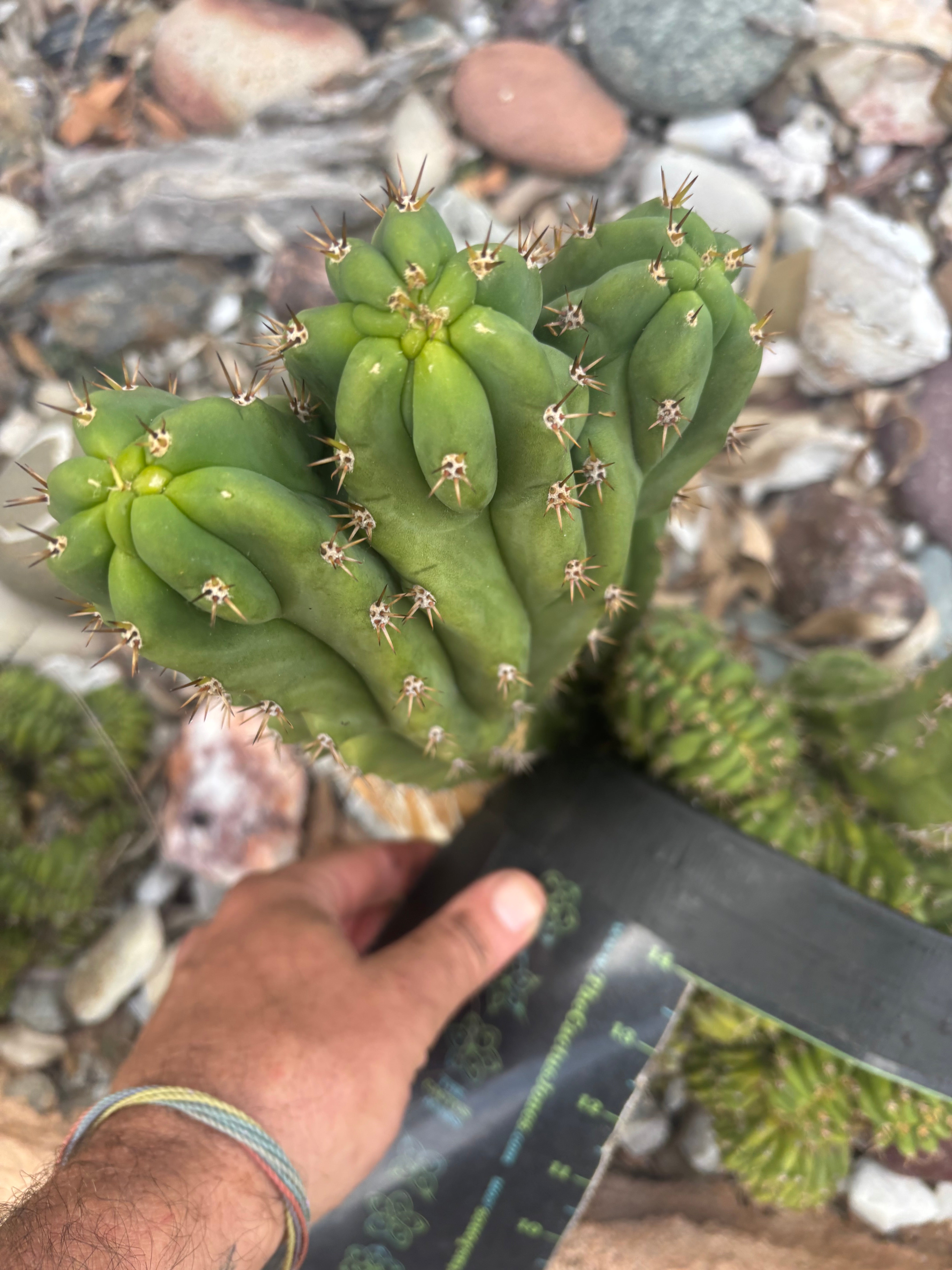 💎 Oscar x TPM — 10” Trident (Trichot Tip)