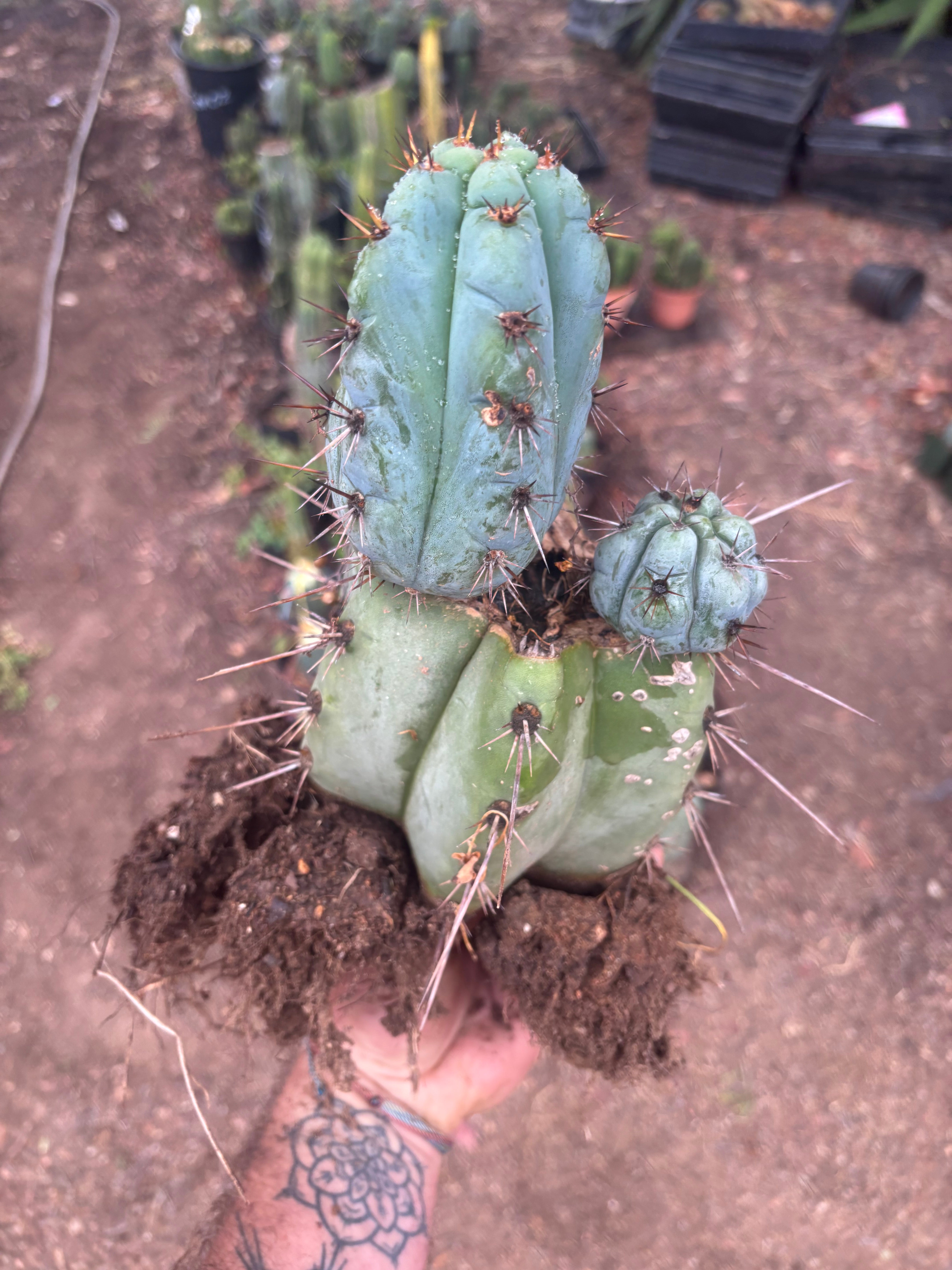 💎👑💎 Papa Smurf — *Hefty* Rooted Mid w/ Pups