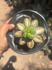 💎🌶️🌶️ NOM — Pup Graft On Rooted Shine01